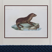 Load image into Gallery viewer, Sea Lion (juvenile)