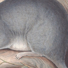 Load image into Gallery viewer, Brush-tailed phascogale