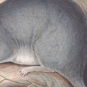 Brush-tailed phascogale