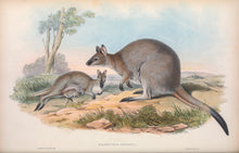 Load image into Gallery viewer, Red-necked wallaby or Bennett&#39;s wallaby