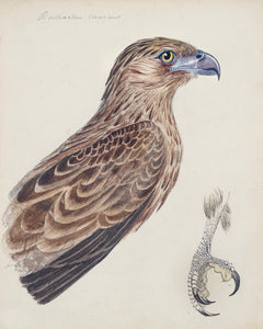 Little Eagle - Hieraaetus morphnoides