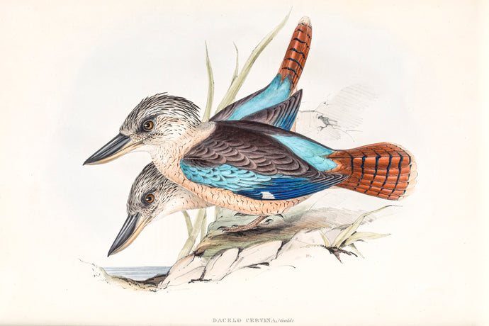 Blue-winged Kookaburra (Dacelo leachii), 1848