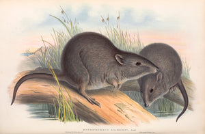 Gilbert's Potoroo (Potorous gilbertii)