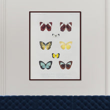 Load image into Gallery viewer, Butterflies