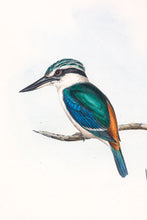 Load image into Gallery viewer, Red-backed kingfisher (Todiramphus pyrrhopygius) (enlarged)