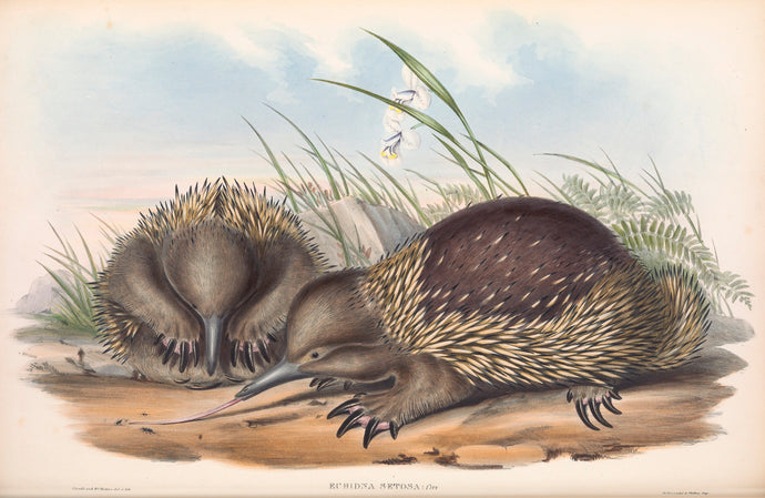 Tasmanian Echidna