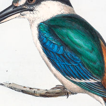 Load image into Gallery viewer, Red-backed kingfisher (Todiramphus pyrrhopygius) (enlarged)