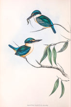 Load image into Gallery viewer, Sacred Kingfisher (Todiramphus sanctus)