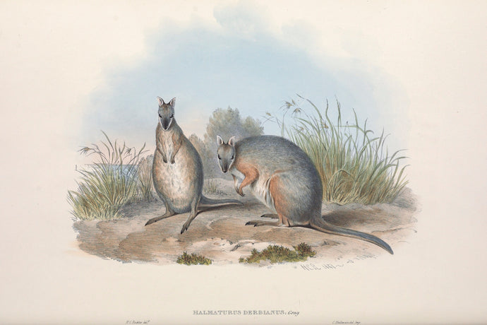 Tammar wallaby