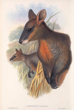 Load image into Gallery viewer, Swamp Wallaby