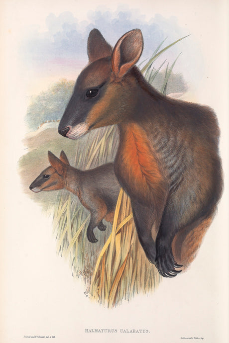 Swamp Wallaby