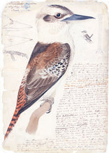 Load image into Gallery viewer, Kookaburra