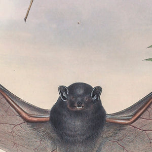 Hoary wattled bat