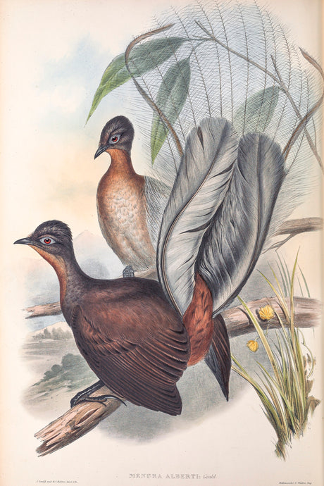 Albert's Lyrebird (Menura alberti), 1848