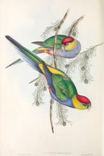 Load image into Gallery viewer, Red-capped Parrot (Purpureicephalus spurius)