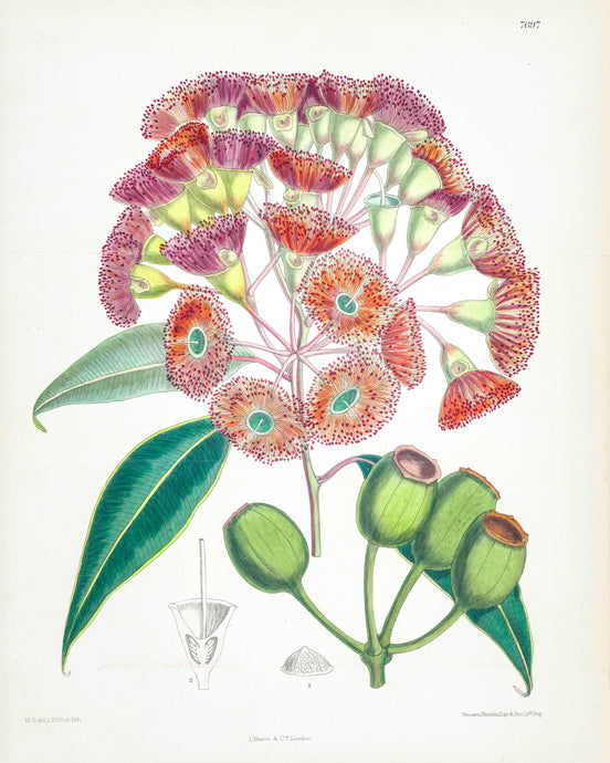 Red-flowering Gum (Eucalyptus ficifolia)