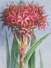 Load image into Gallery viewer, Gymea Lily (Doryanthes excelsa)