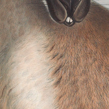 Load image into Gallery viewer, Red-necked wallaby or Bennett&#39;s wallaby