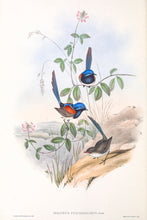Load image into Gallery viewer, Blue-breasted Fairywren (Malurus pulcherrimus), 1848