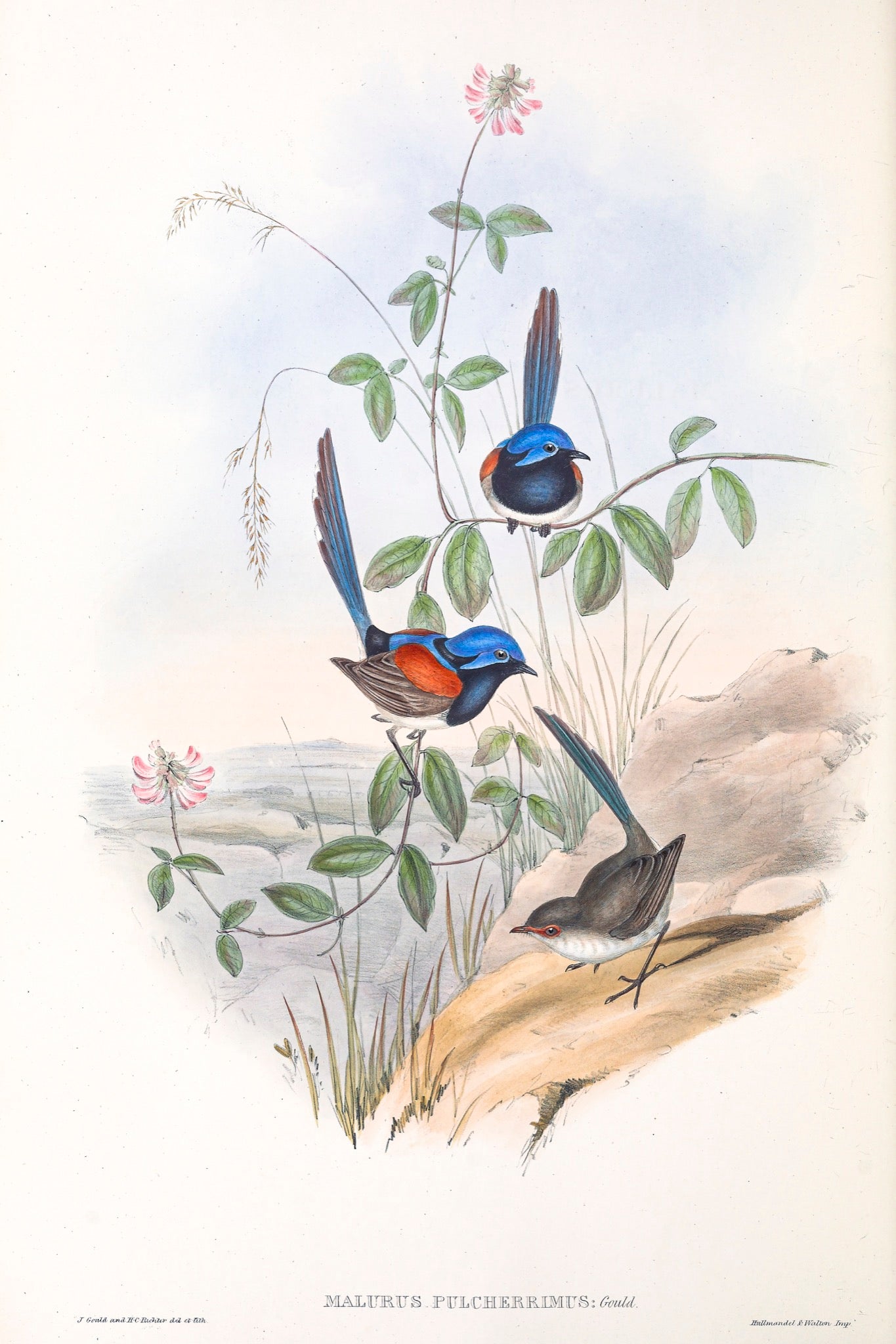 Blue-breasted Fairywren (Malurus pulcherrimus), 1848