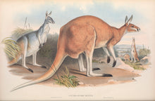 Load image into Gallery viewer, Red Kangaroo