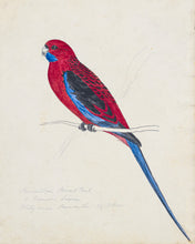 Load image into Gallery viewer, Crimson Rosella