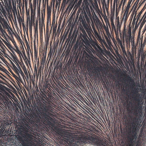 Echidna