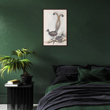 Load image into Gallery viewer, Superb Lyrebird (Menura novaehollandiae)