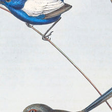 Load image into Gallery viewer, White-winged Fairywren (Malurus leucopterus)