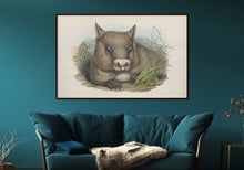 Load image into Gallery viewer, Southern Hairy-Nosed Wombat