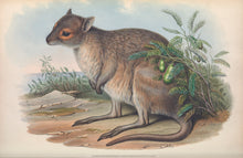 Load image into Gallery viewer, Spectacled Hare-wallaby