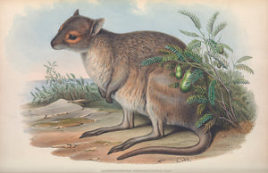 Spectacled Hare-wallaby