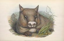 Load image into Gallery viewer, Southern Hairy-Nosed Wombat