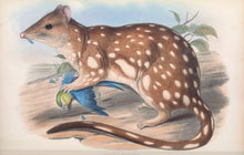 Load image into Gallery viewer, Tiger Quoll