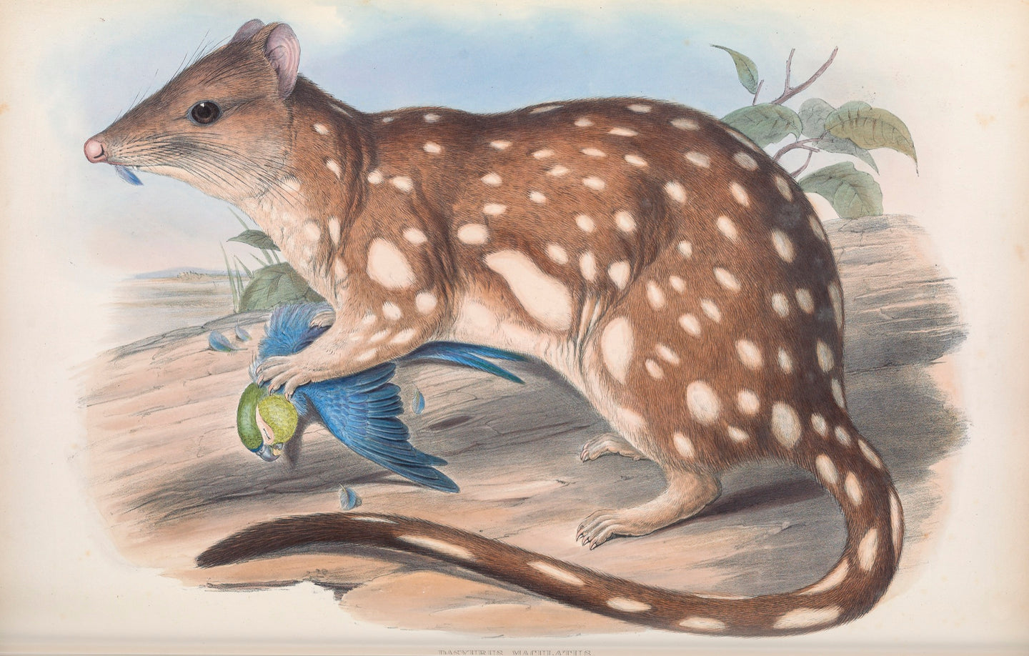 Tiger Quoll