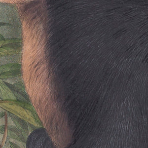 The Ursine Tree-kangaroo