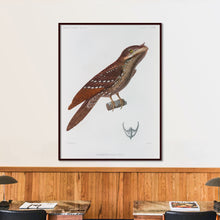 Load image into Gallery viewer, Marbled Frogmouth