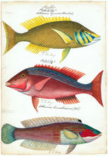 Load image into Gallery viewer, Sketches of Australian Fishes - Third Voyage of HMS Beagle