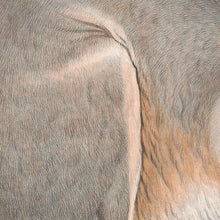 Load image into Gallery viewer, Bridled Nail-tail Wallaby