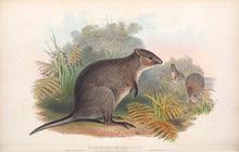 Load image into Gallery viewer, Quokka, or Short-tailed Scrub Wallaby