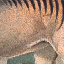 Load image into Gallery viewer, Tasmanian Tiger - Thylacine