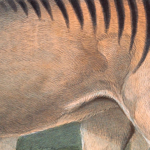 Tasmanian Tiger - Thylacine