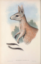 Load image into Gallery viewer, Northern Nail-tail Wallaby