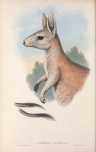 Northern Nail-tail Wallaby