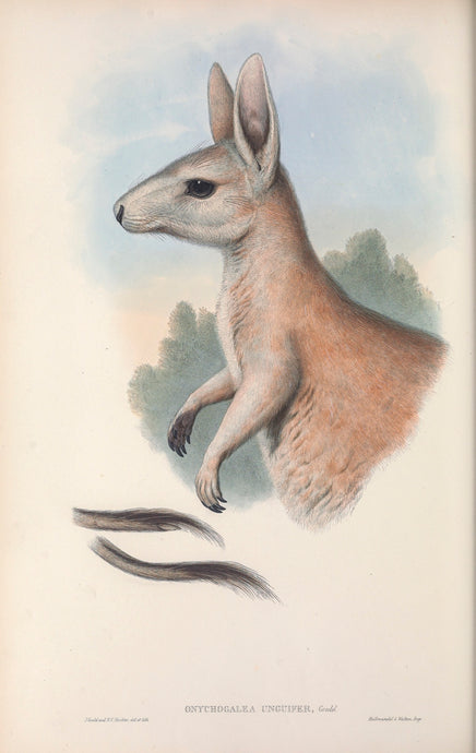 Buy Bridled Nailtail Wallaby Endangered Species. 4 CARD SET Online in India  - Etsy