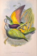 Load image into Gallery viewer, Wompoo Fruit dove (Ptilinopus magnificus), Eastern Australia