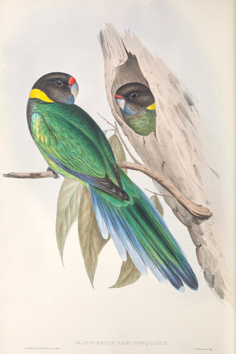 Australian Ringneck,(Barnardius zonarius), 1848