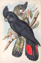 Load image into Gallery viewer, Red-tailed Black Cockatoo (Calyptorhynchus banksii)