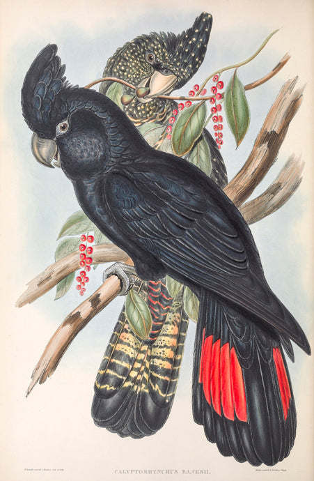 Red-tailed Black Cockatoo (Calyptorhynchus banksii)
