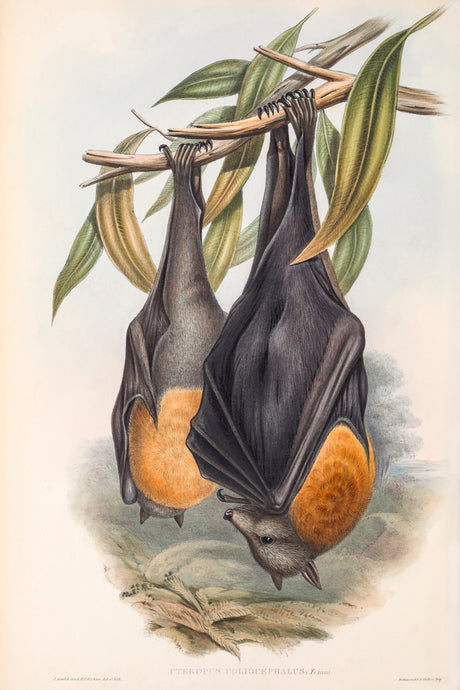 Grey Headed Flying Fox